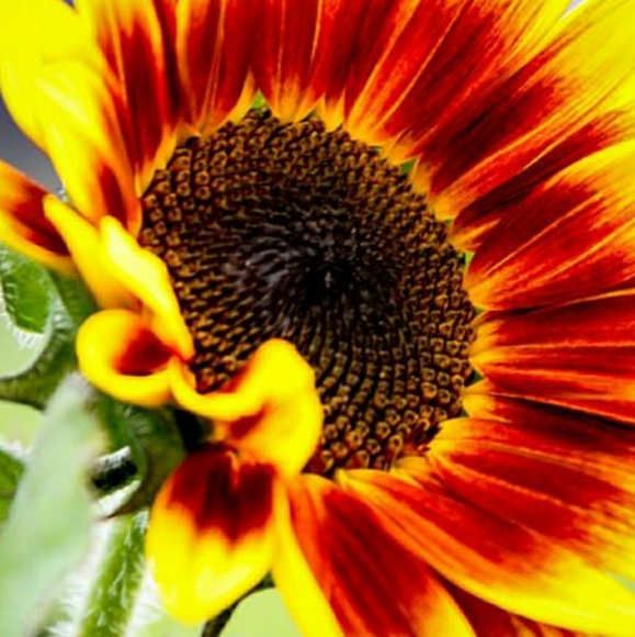 sunflower22630